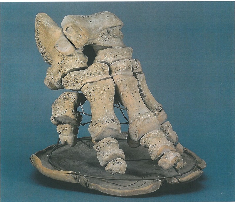 Hinterfuß-Skelett eines Elefanten (Foto: Polizei Berlin)
