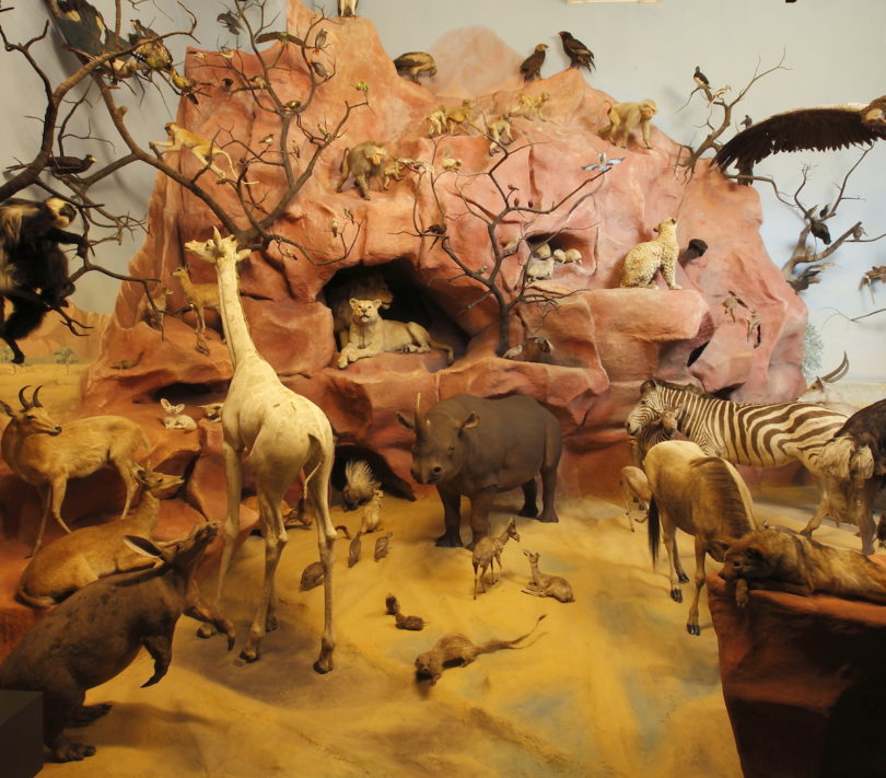 Landesmuseum Darmstadt zoologisches Diorama