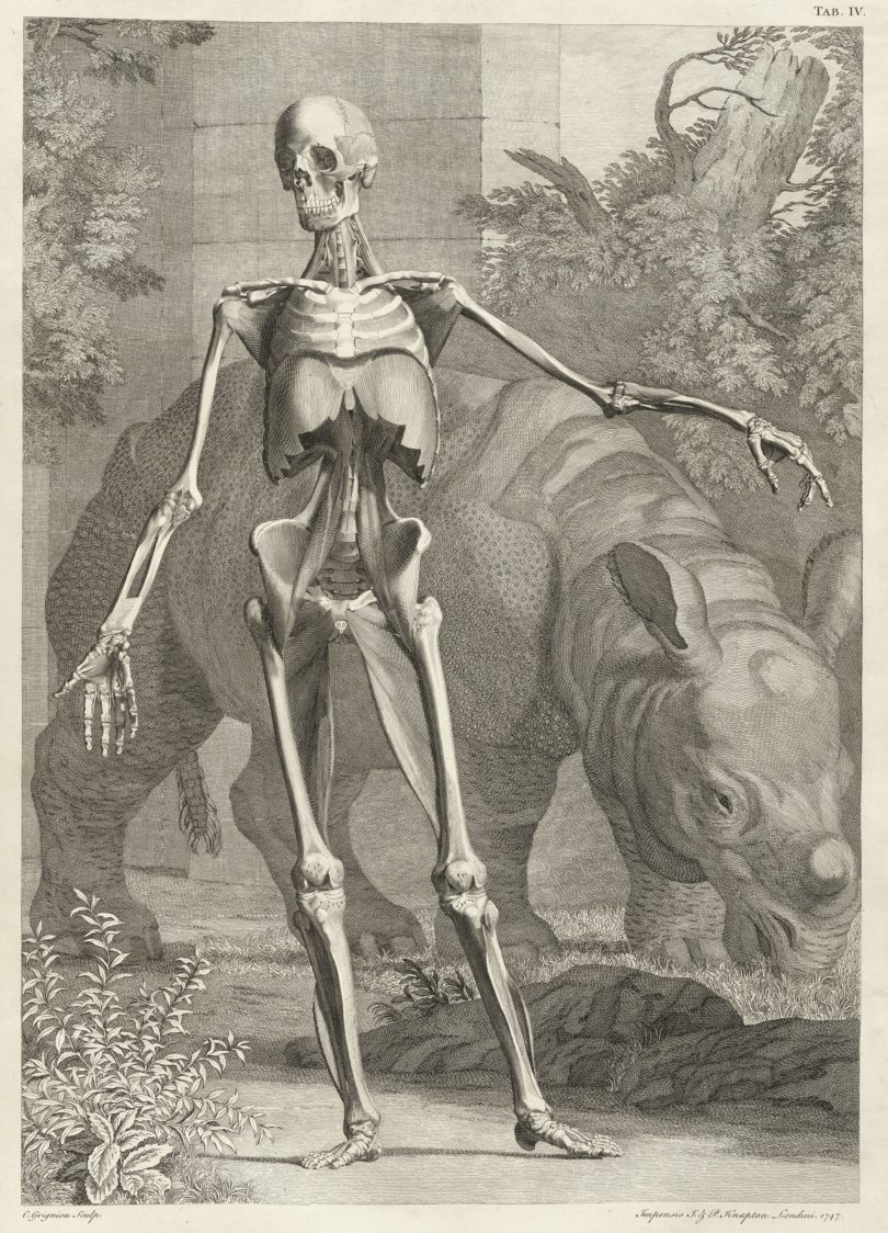 In Bernhard Siegried Albinus’ anatomischem Hauptwerk „Tabulae sceleti et musculorum corporis humani“ aus dem Jahr 1747 ist das Rhinoceros „Clara“ neben einem menschlichen Skelett zu sehen – die Abbildung schuf der niederländische Künstler Jan Wandelaar (1690–1759). © Wikimedia Commons
