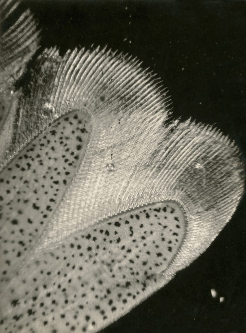 Jean Painlevé Detailaufnahme Schwanzfächer Garnele 1929