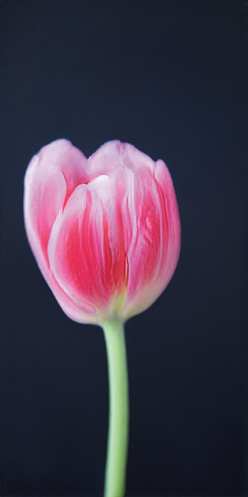 Mit ihren Blumenbildern erinnert die Britin Anna Ridler nur vordergründig an den berühmten Tulpen-Börsencrash des 17. Jahrhunderts. Ihre KI-Arbeit ist unauflöslich mit der Kryptowährung verbunden und macht die Schwankungen sichtbar. © Courtesy Anna Rodler und Galerie Nagel Draxler Berlin/Köln/München