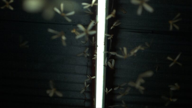 Videostill aus der Ausstellung „Grenzen der Intelligenz“