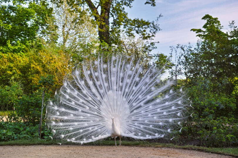 Ein seltener weißer Pfau