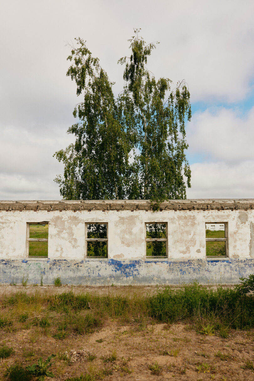 Das Gemäuer eines ehemaligen Rinderstalls mit einem großen Baum dahinter