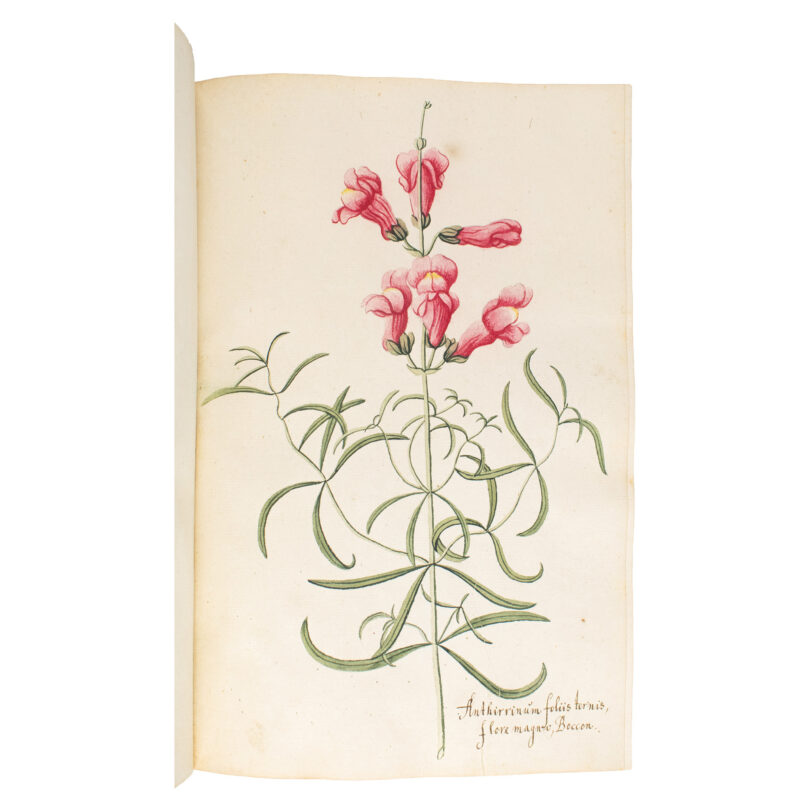 Wasserfarbenskizze einer Blume mit roten Blüten