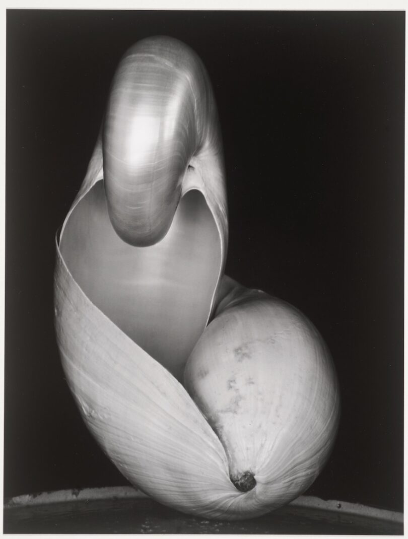 Schwarz-weiß Fotografie einer glänzenden Muschel