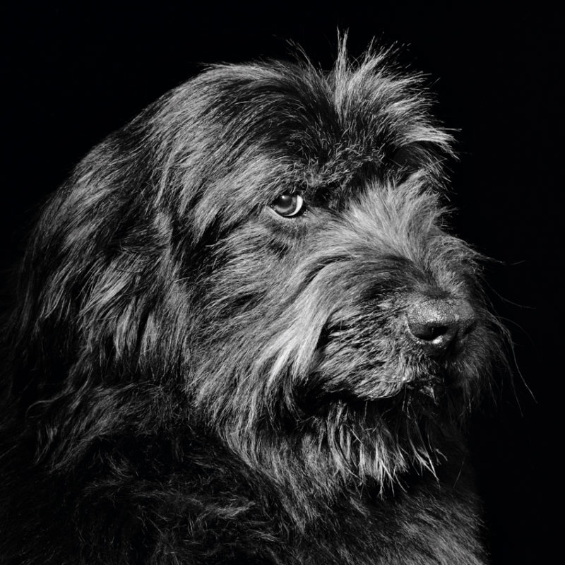 Ein Hund im Seitenprofil blickt dem Betrachter tief ins Auge, die Fotografie ist schwarz-weiß.